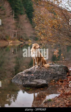 A Nova Scotia Duck Tolling Retriever looks into the distance while standing on a boulder by the lake. The setting sun and autumn leaves add warmth. Stock Photo