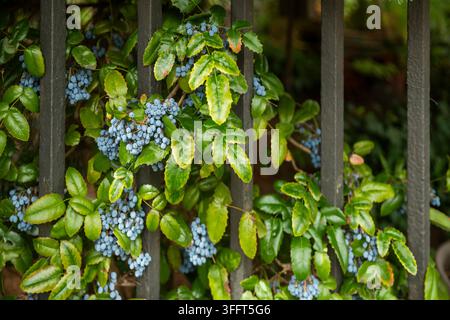 Blue Oregon grape berries growing on green leafy branches behind vertical metal fence bars. Stock Photo