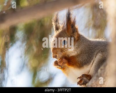 Portrait of a squirrel on a tree trunk. A curious red squirrel peeks out from behind a tree trunk Stock Photo