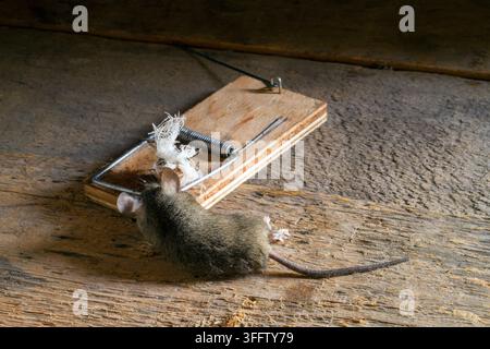 A dead mouse in a mousetrap. Caught mouse on wooden boards. Stock Photo