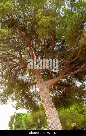 Intricate branches of a large pine tree viewed from below against the sky. Stock Photo