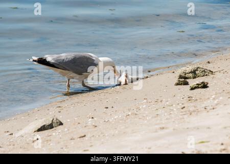 Wild white-headed gull (Larus cachinnans) stands on the coast line by the water ripples, holding a piece of raw fish flesh in its open yellow beak Stock Photo