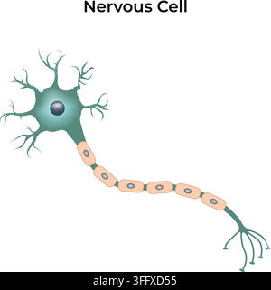 Nervous Cell Anatomy Showing Neuron Cell Body Axon Dendrites and Nerve Terminals Stock Vector