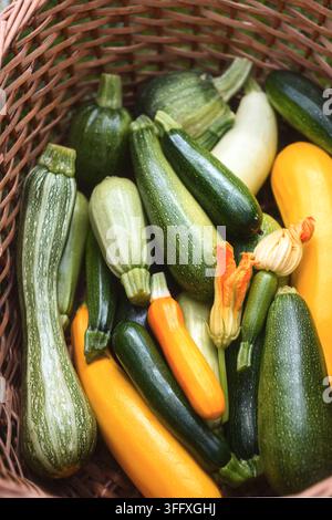 Assorted zucchini with blossom in wicker basket, fresh organic vegetables, harvest concept. Green and yellow squash close-up, natural texture, healthy produce Stock Photo