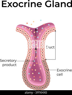 Exocrine Gland Structure Showing Duct Secretory Cells and Secretion of Products Stock Vector