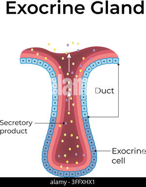 Exocrine Gland Structure Showing Duct Secretory Cells and Secretion of Products Stock Vector