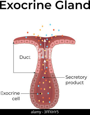 Exocrine Gland Structure Showing Duct Secretory Cells and Secretion of Products Stock Vector