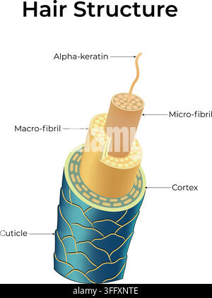 Hair Structure Showing Cortex Medulla and Cuticle Layers of the Hair Shaft Stock Vector