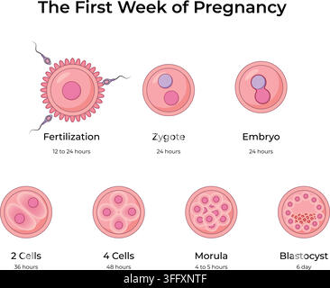The First Week of Pregnancy Showing Fertilization Zygote Formation Cleavage Morula and Blastocyst Development Stock Vector