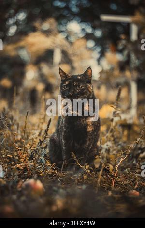 Tortoiseshell cat with black and orange markings sitting in dry grass. Stock Photo