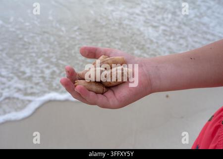 Close-up of a hand holding several seashells collected on a sandy beach near the sea. Summer vacation, beachcombing, nature discovery, travel memories Stock Photo