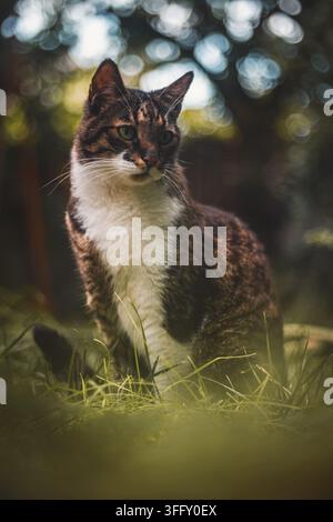 Tabby and white cat with green eyes sitting in grass outdoors. Stock Photo
