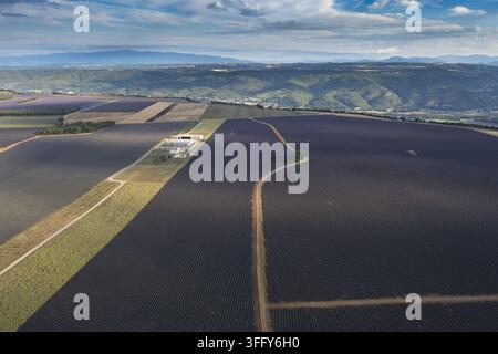 Aerial view of a vast lavender field with neat rows of purple flowers ...