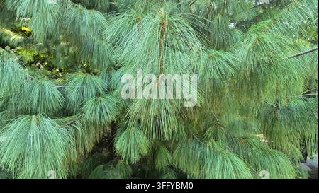 Close-Up View of Soft Drooping Needles of Himalayan Blue Pine Tree Stock Photo