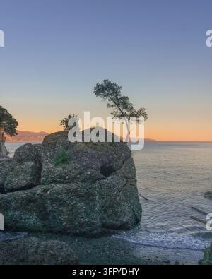 Vertical view of a solitary pine tree growing on a large sea rock at sunset in the bay of Portofino. Genoa, Ligurian Riviera, Italy Stock Photo