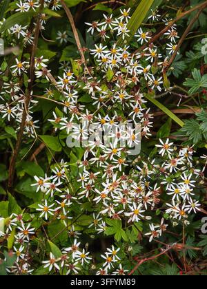 Small white starry flowers of the hardy perennial white wood aster, Eurybia divaricata, blooming in early Autumn Stock Photo