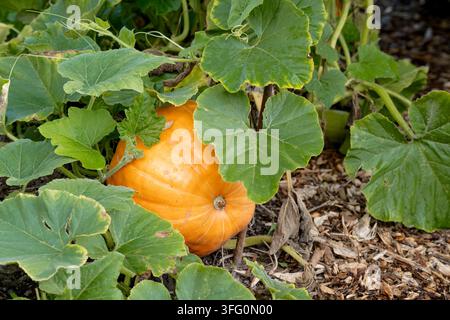 Ripe orange pumpkin ready for a harvest festival in autumn Stock Photo