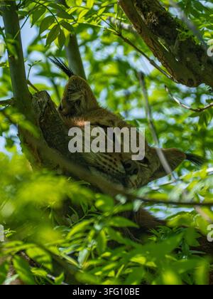 A eurasian lynx resting peacefully on a thick tree branch, framed by lush green leaves and dappled sunlight Stock Photo