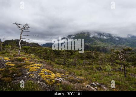 Fog-Shrouded Mountain Landscape with Windswept Trees in Vikedal, Rogaland, Norway Stock Photo