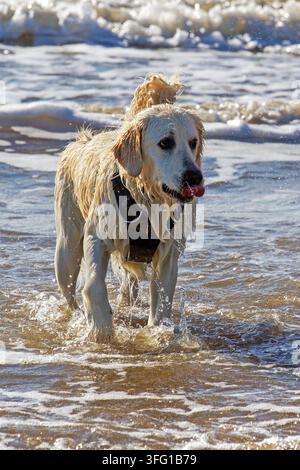 A wet Golden Retriever wearing a black harness wade through shallow ocean waves while licking her nose. Southport, UK. Stock Photo