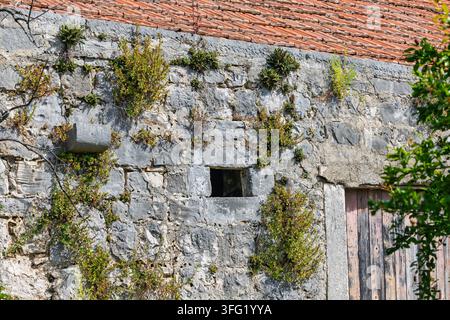 Weathered stone wall featuring a small rectangular window, overgrown climbing plants and ferns, red clay tiled roof and an aged wooden door conveying Stock Photo