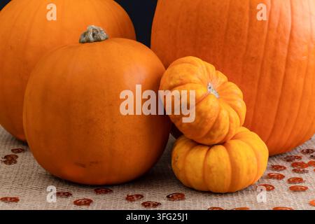 Three large smooth orange pumpkins grouped with two small ribbed mini pumpkins stacked together, displayed on burlap hessian scattered with small red Stock Photo