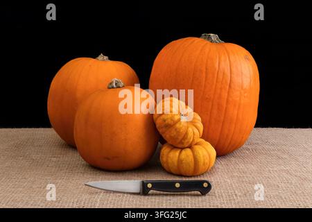 Two large carving pumpkins, one medium and two miniature decorative pumpkins arranged on hessian burlap with a paring knife, against solid black studi Stock Photo