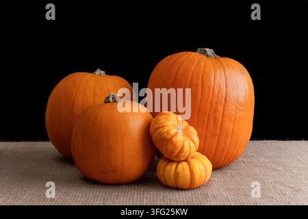 Three full-sized orange pumpkins of varying shapes and two stacked miniature ornamental gourds displayed on natural hessian fabric, studio-lit against Stock Photo
