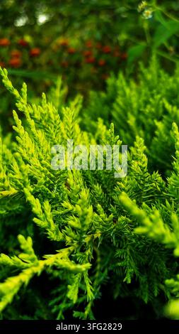 Bright green juniper branches fill the foreground in close view. Rich botanical texture conveys fresh nature and garden greenery. Stock Photo