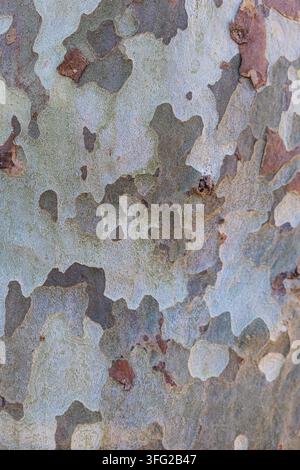 Texture of the bark on a plane tree trunk for backgrounds and decoration Stock Photo