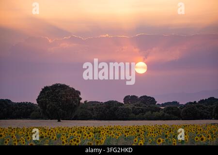 Horizontal landscape photograph showing a bright setting sun breaking through purple and pink clouds over an agricultural sunflower field with holm oa Stock Photo