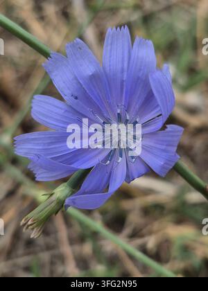 Blue common chicory flower (Cichorium intybus) blooming in nature Stock Photo
