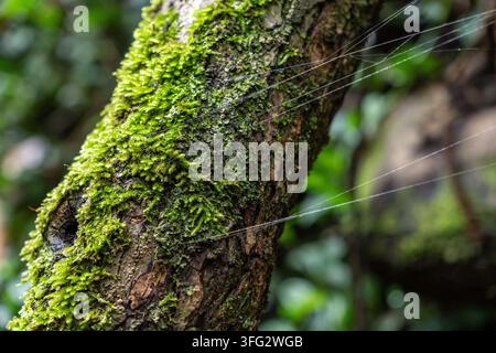 Close up of green moss and spider web threads on tree trunk in laurisilva forest Stock Photo