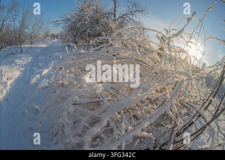 Close-up of frosted, dormant winter tree branches against a clear blue sky Softly lit snow textures visible on vegetation in a natural landscape compo Stock Photo