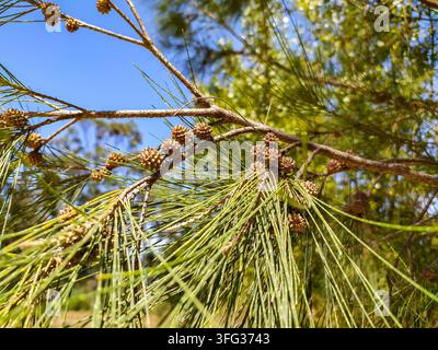 Closeup of vibrant green Casuarina sheoak branches with tiny brown cones against a clear blue sky, evoking a fresh, serene outdoor feeling. Perfect fo Stock Photo