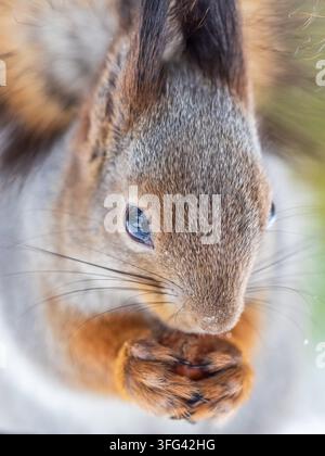Portrait of a squirrel on a tree trunk. A curious red squirrel peeks out from behind a tree trunk Stock Photo