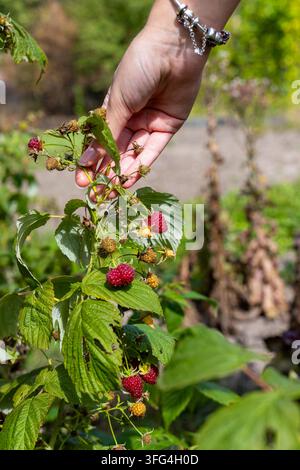 Hand Holding Ripe Raspberries on Garden Plant. Hand holding a raspberry branch with ripe red and unripe berries growing among green leaves in a sunny Stock Photo