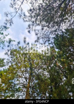 Low-angle shot of tall evergreen pine trees with dense green needles reaching toward a bright blue sky. Natural forest scene highlighting vertical per Stock Photo