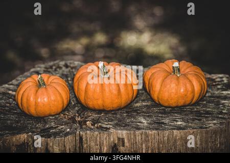 Three small orange ornamental pumpkins arranged in a row on a rustic weathered tree stump in a forest, perfect for autumn harvest themes. Stock Photo
