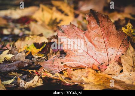A wet, textured orange-red maple leaf covered in raindrops resting on a bed of damp fallen foliage on the forest floor, with copy space on the left. Stock Photo