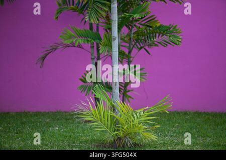 Young Palm trees against a purple wall. Stock Photo