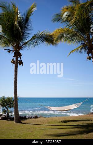 Hammock + palm trees above ocean. Stock Photo