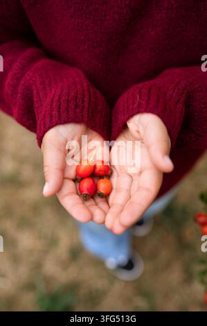 Child holding freshly picked rose hips in cupped hands Stock Photo
