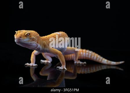 An albino leopard gecko walking on a reflective surface Stock Photo