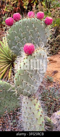 Ripe pink prickly pear cactus fruits growing on green pads in Pinya de Rosa Tropical Botanical Garden - Opuntia cactus fruits with sharp spines. Stock Photo