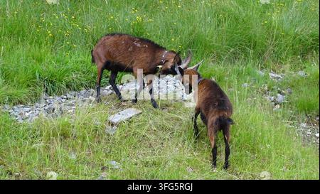 Playful fight between two horned goats on a grassy meadow with rocky path in the Austrian Alps. Stock Photo