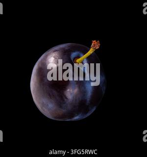Whole fresh plum fruit isolated on solid black background Stock Photo
