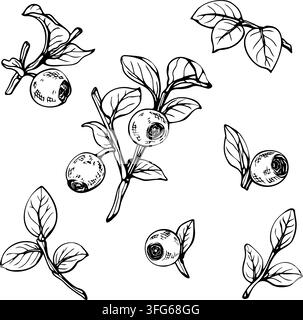Hand drawn blueberry branches, leaves and berries vector illustration set. Engraving style ink sketch elements bundle isolated on white. Botanical Stock Vector