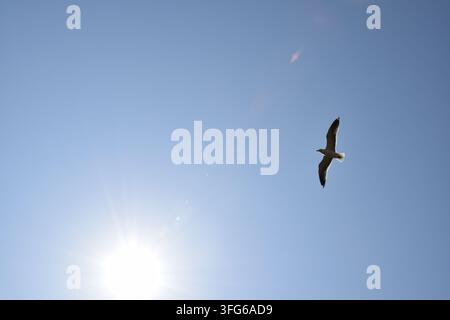 Seagull Flying Against a Blue Sky with Sunlight Viewed From Below Stock Photo