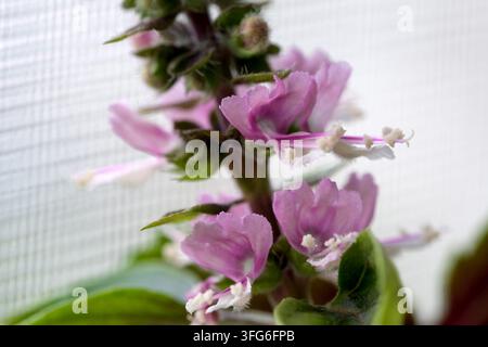 A close up macro view of delicate pink flowers blooming on a purple basil stalk with light blurry background Stock Photo